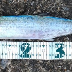 サワラの呪い！？