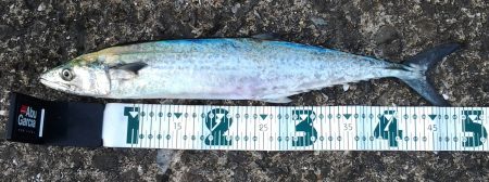 サワラの呪い！？