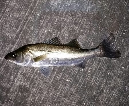 シーバス好調！