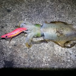 ほんとに秋なのか？！　でもやめられない！！