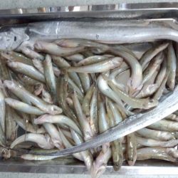 紀ノ川せせらぎ公園　ハゼ爆釣