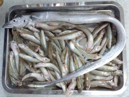 紀ノ川せせらぎ公園　ハゼ爆釣