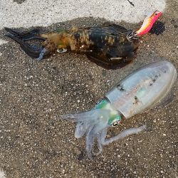 シルバーウィークの　釣果報告。