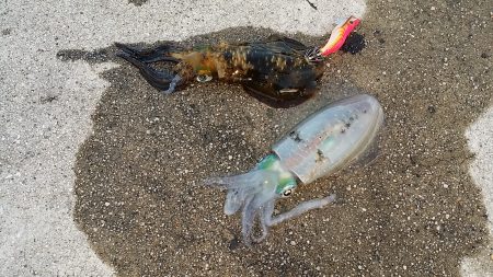 シルバーウィークの　釣果報告。