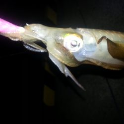 今年初のアオリ!!!