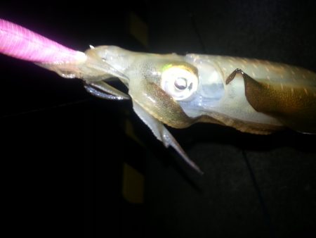 今年初のアオリ!!!