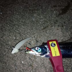 大阪湾奥、そろそろかな?