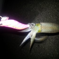 秋アオリ２回目!!!