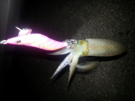 秋アオリ２回目!!!