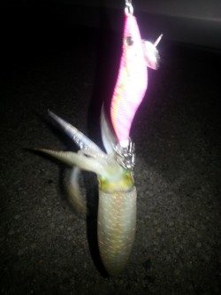 秋アオリ２回目!!!