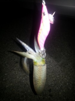 秋アオリ２回目!!!