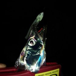 はじめての場所でアタリぱっなし!