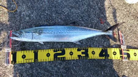 ダイソージグでサゴシとワインドで99センチ…