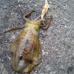 大潮スーパームーン前夜