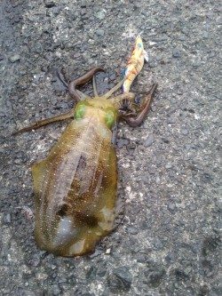 大潮スーパームーン前夜