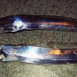 これからかな？？