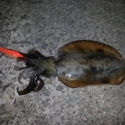 スーパムーンエギング