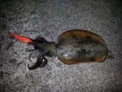 スーパムーンエギング