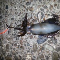 2日連続エギング