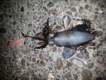 2日連続エギング