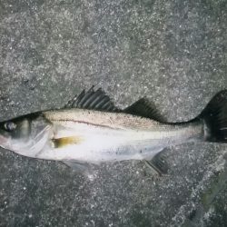 何とか釣れました！