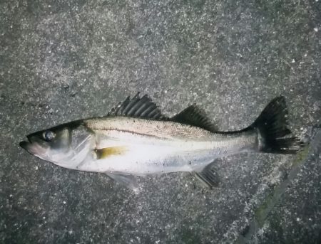 何とか釣れました！