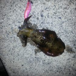 秋アオリ3回目!!!