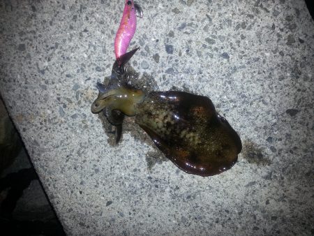 秋アオリ3回目!!!