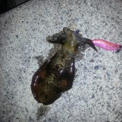 秋アオリ3回目!!!