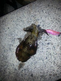 秋アオリ3回目!!!