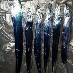 夕まずめにリベンジタッチー。