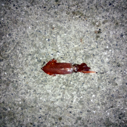 ライトエギングでケンサキイカ