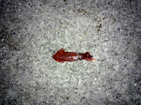 ライトエギングでケンサキイカ