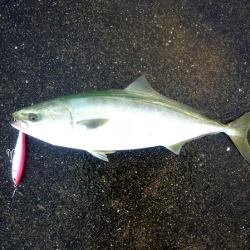 大蔵海岸のトップゲームでメジロ