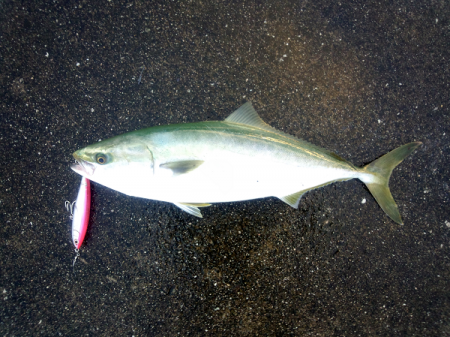 大蔵海岸のトップゲームでメジロ