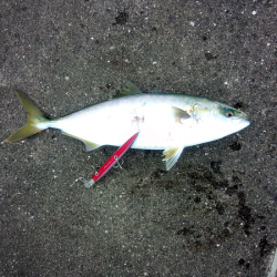 大蔵海岸 青物のミノーイングでハマチ