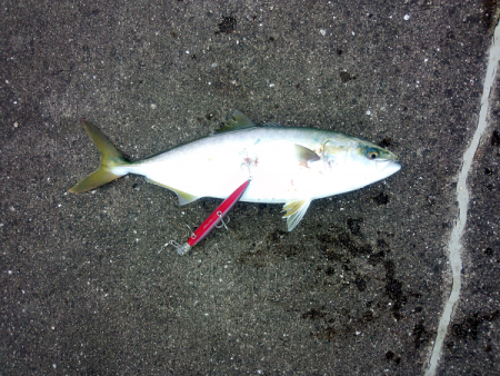 大蔵海岸 青物のミノーイングでハマチ