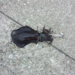 大蔵海岸でアオリイカの新子狙い