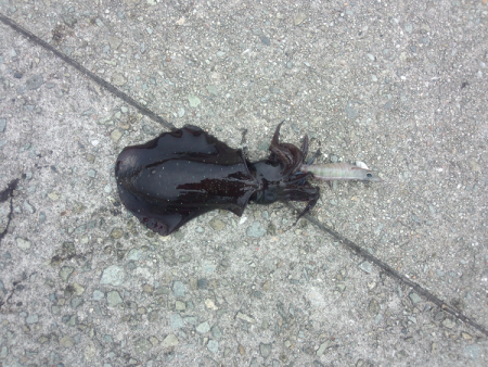 大蔵海岸でアオリイカの新子狙い