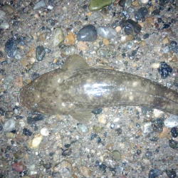 明石川のウェーディングで66cmのマゴチ