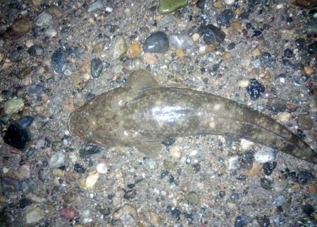 明石川のウェーディングで66cmのマゴチ