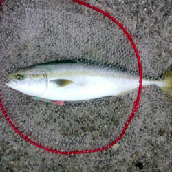 大蔵海岸のトップゲームで68cmのメジロ