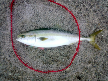 大蔵海岸のトップゲームで68cmのメジロ