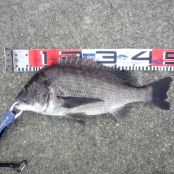 大蔵海岸でチヌのトップゲーム