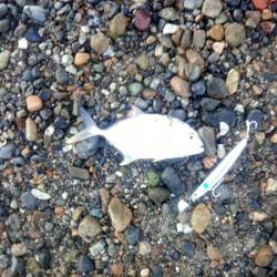 明石川でメッキ&チビシーバスのライトゲーム