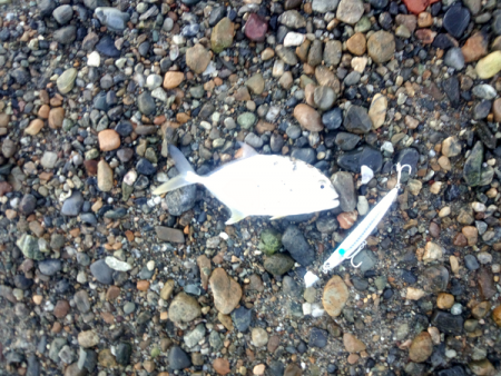 明石川でメッキ&チビシーバスのライ…