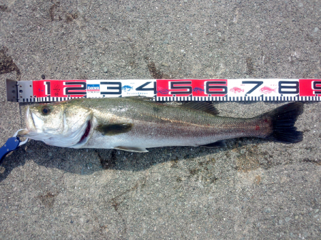 大蔵海岸のトップゲームでシーバス3匹