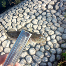 明石川でハゼ&メッキ調査