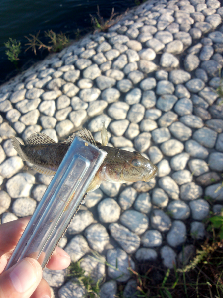 明石川でハゼ&メッキ調査