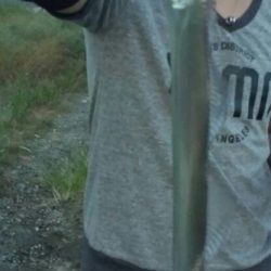 舞洲にタチウオきたー